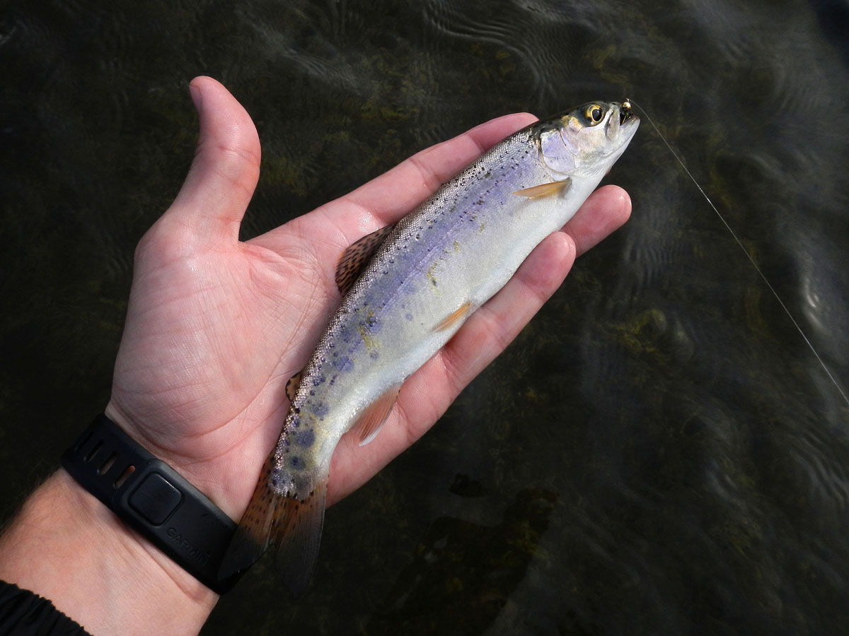 A small Umzimkulu brown trout