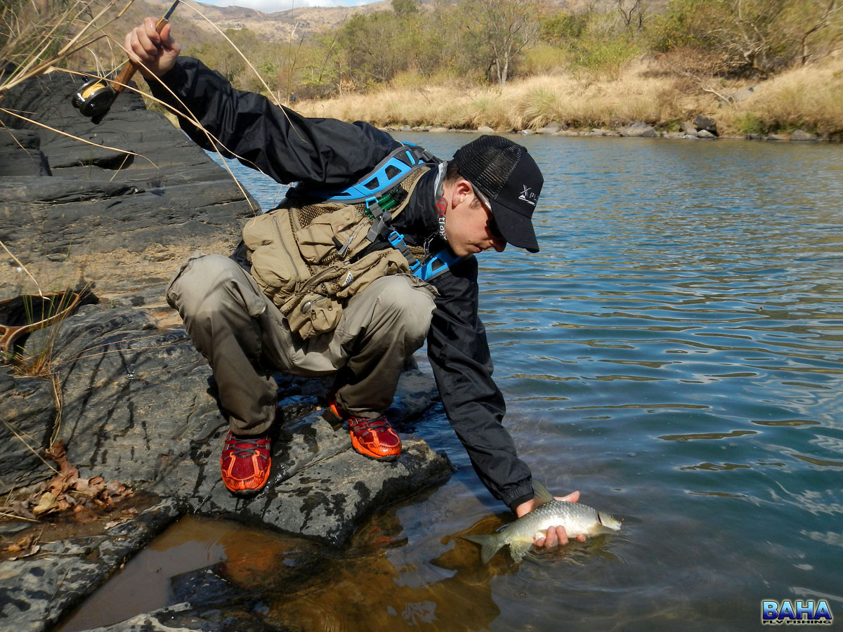 Releasing a Natal scaly