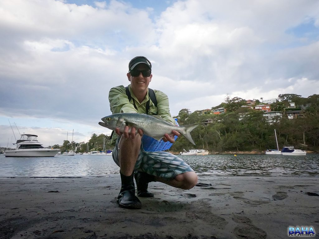 A nice tailor caught on fly in the Willoughby Creek Bay.
