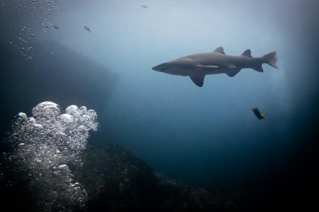 A grey nurse shark from below