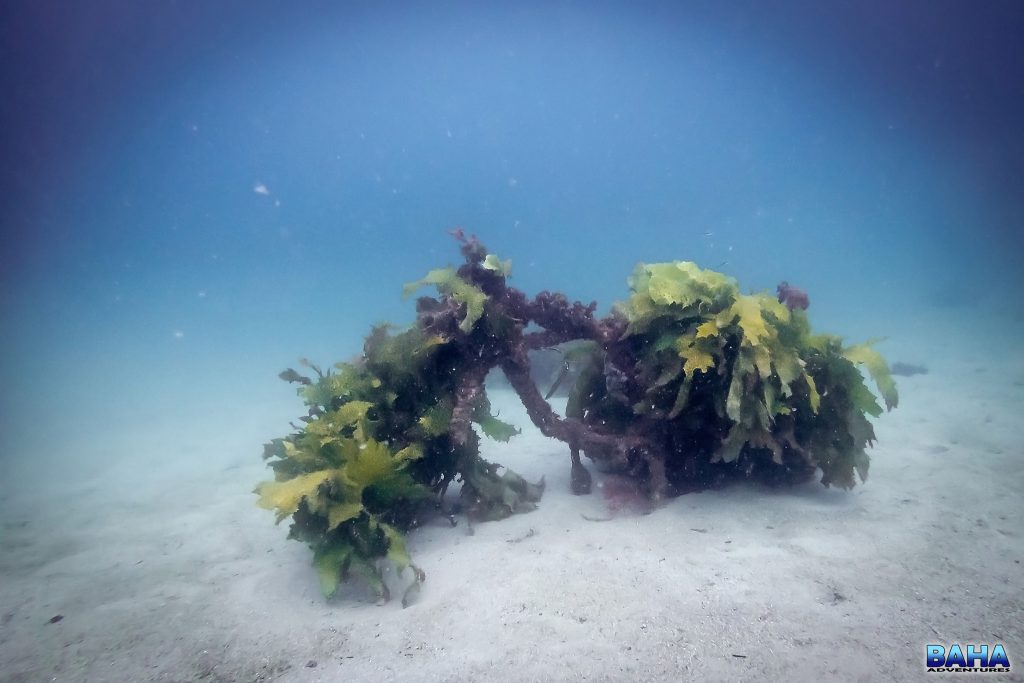 Motorbike 1, underwater at Shelly Beach
