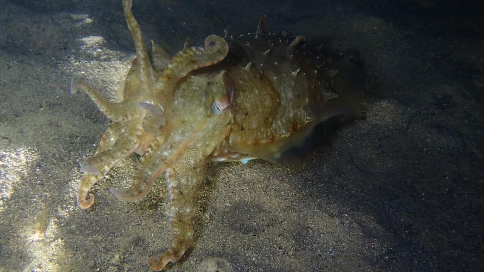 A cuttlefish at night