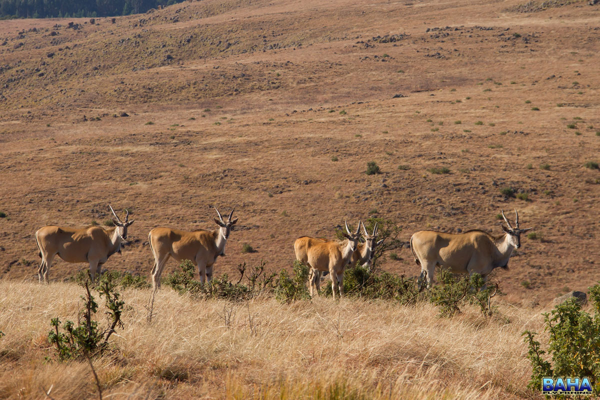 Eland at Tillietudlem