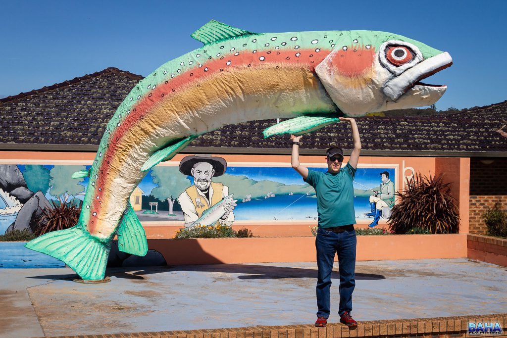 Oberon is definitely a trout region