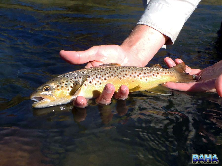 A nice Bushman's River brown trout