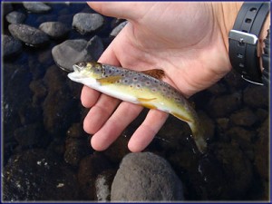 A Small Wild Brown