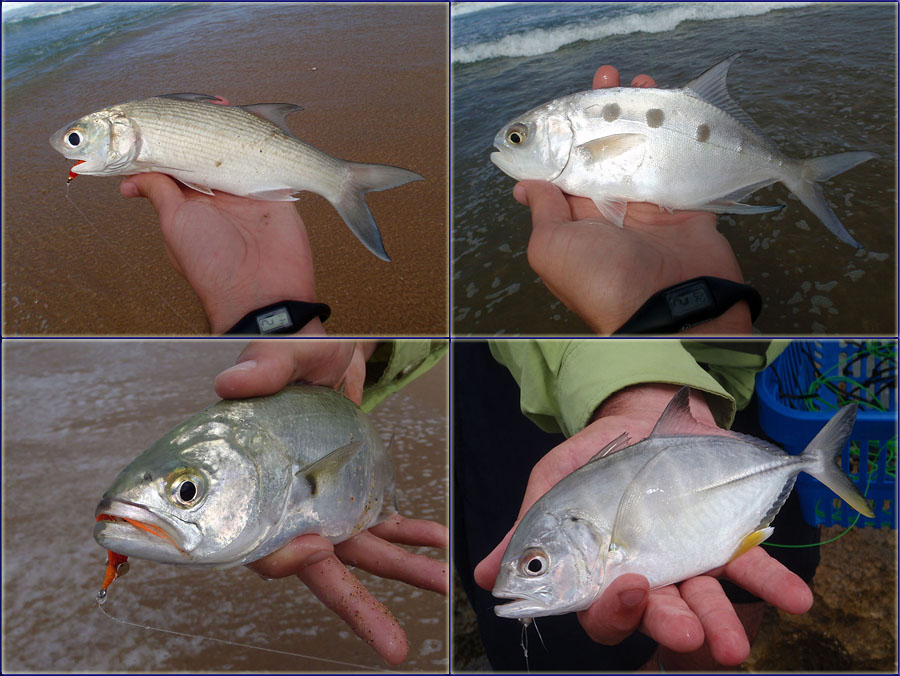 Various Species Caught On Fly At Cape Vidal