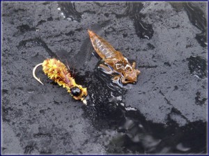 Dragon Fly Nymph Comparison
