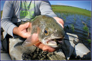 Fish Eye View Of A Trout