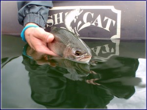 Releasing A Trout