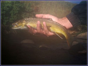 Large Lotheni River Brown Trout