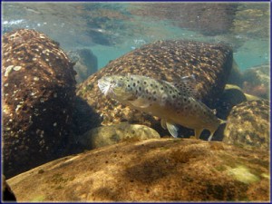 Underwater Brown Trout