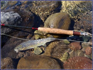 A Lotheni Wild Brown