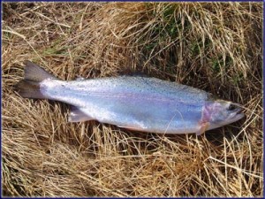 Rainbow Trout