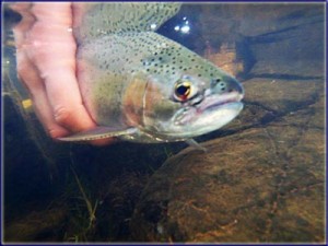 Underwater Trout