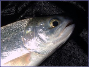 Netted Trout