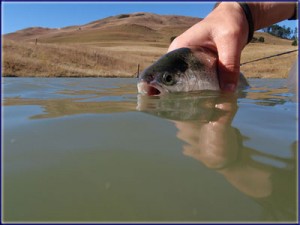 Releasing A Trout On Pete's Dam
