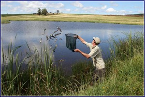 Stocking Rainbow Trout