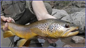 A Lesotho Wild Brown Trout