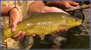 A Nice Sterkies Yellow