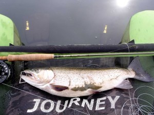 A Nice Underberg Trout