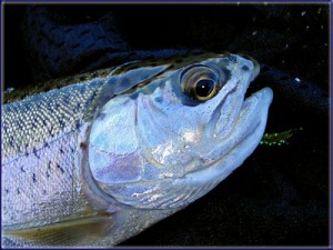 Rainbow Trout