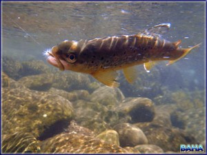 Underwater Brown Trout