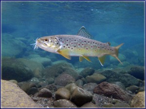 Underwater Brown Trout